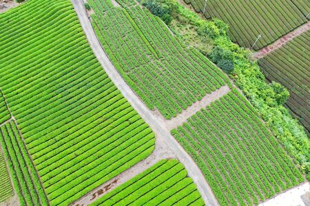The tea field which took a picture in the skyの写真素材