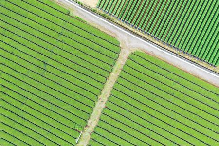 The tea field which took a picture in the sky