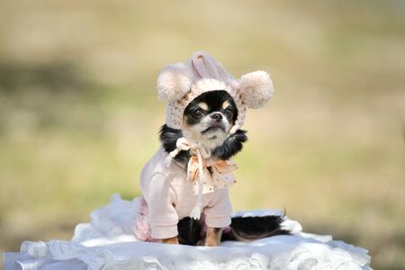 Dressed Long Coat Chihuahuaの写真素材