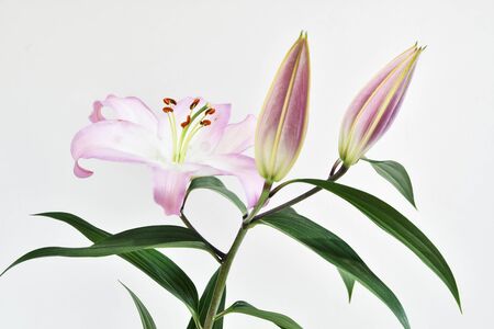 Oriental Lily with white backgroundの写真素材