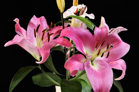 Pink Casablanca with black backgroundの写真素材