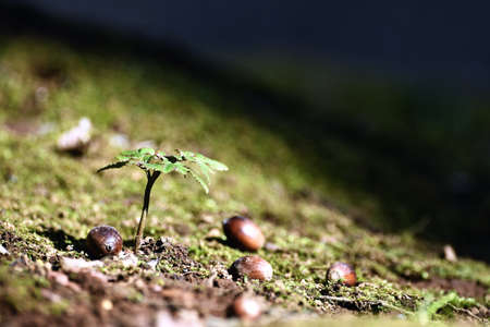 Acorn fell on the groundの写真素材