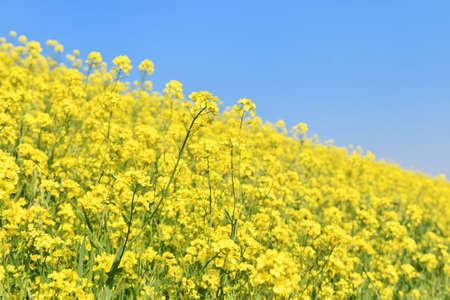 Rape blossoms on the riverbed
