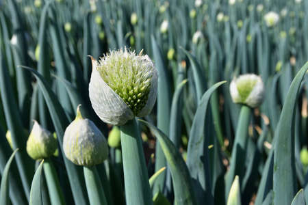 Leek field in Ichikawa Cityの写真素材
