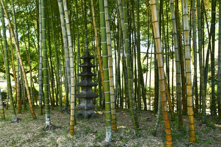 Bamboo forest in a Japanese gardenの写真素材
