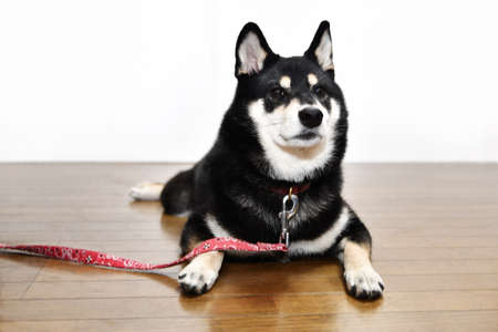 Shiba Inu sitting on the floorの写真素材