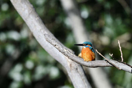 Kingfisher on breakの写真素材