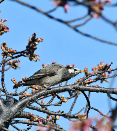 Kawazu cherry blossoms and starlings