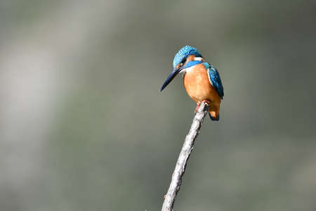 Kingfisher's perch