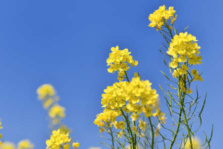 Rape blossoms on blue sky background