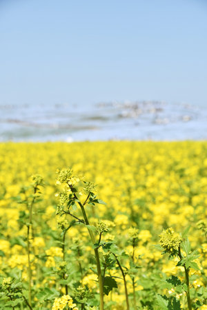 Rape blossoms and nemophila