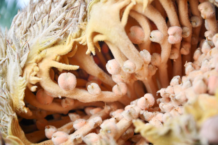 Su Tetsu Fruitの写真素材