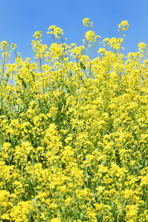 Rape blossoms on the riverbedの写真素材