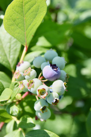 Blueberries before harvestの写真素材