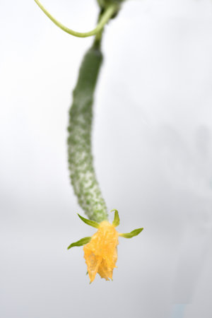 Pre-harvest cucumbersの写真素材