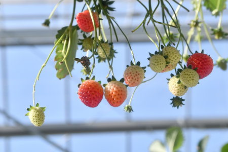 Strawberries from the Sky Farmの写真素材