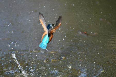 Kingfisher taking a bath in the river. This bird has the scientific name Alcedo atthis.の写真素材