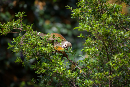 Squirrel Monkey