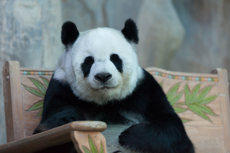 pandaの写真素材