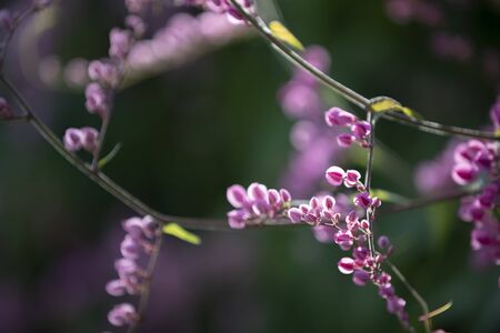 Mexican Creeper (Antigonon Leptopus) or Coral Bells, Pink flowers with light effects in nature background.の写真素材