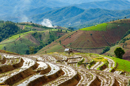 Green Terraced Rice Field in Pa Pong Pieng, Mae Chaem, Chiang Mai Province, Thailandの写真素材