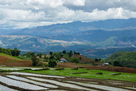 Green Terraced Rice Field in Pa Pong Pieng, Mae Chaem, Chiang Mai Province, Thailand