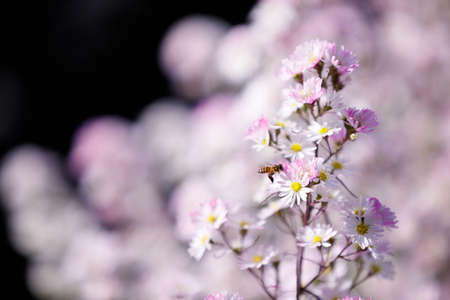 Beautiful cutter flower blooming in the gardenの写真素材