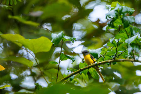 Beautiful bird, Grey-chinned Minivet ( Pericrocotus solaris ) in natureの写真素材