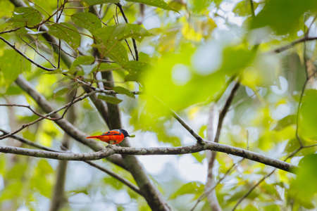 Beautiful bird, Grey-chinned Minivet ( Pericrocotus solaris ) in natureの写真素材