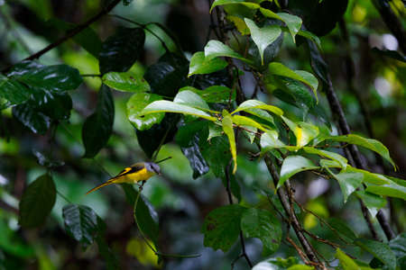 Beautiful bird, Grey-chinned Minivet ( Pericrocotus solaris ) in natureの写真素材