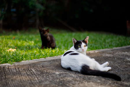 Portrait Of Cat on the floorの写真素材