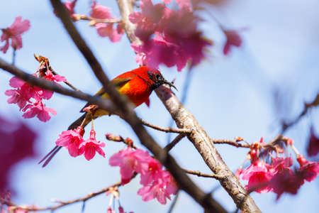 Gould's Sunbird The Beautiful Birds of Thailand on a Wild Himalayan Cherry (Prunus cerasoides)の写真素材