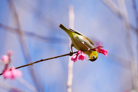 Chestnut-flanked White-eye The Beautiful Birds of Thailand on a Wild Himalayan Cherryの写真素材