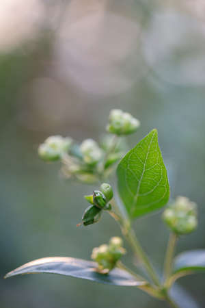 Closeup nature view of green leaf