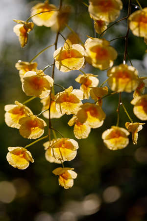 Closeup nature view of Yellow orchid flowers or dendrobium lindleyiの写真素材