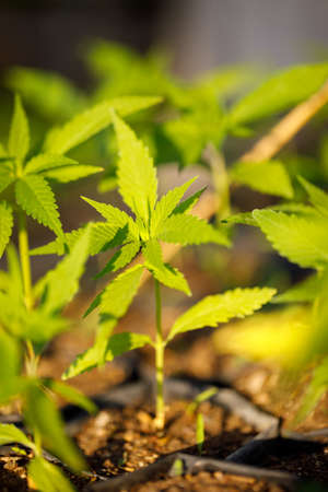 nature view of a marijuana plantの写真素材