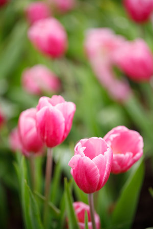 Closeup nature view of colorful tulips flowering in the gardenの写真素材
