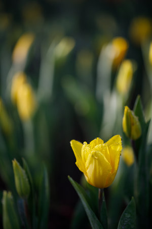 Closeup nature view of colorful tulips flowering in the gardenの写真素材