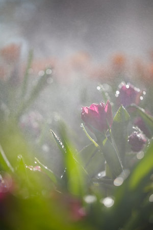 Closeup nature view of colorful tulips flowering in the gardenの写真素材