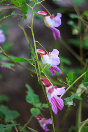 Closeup nature view of Parrot Flower, Chiang Dao Wildlife Sanctuary, Chiang Mai, Thailandの写真素材