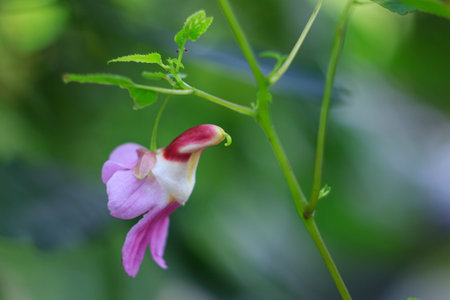 Closeup nature view of Parrot Flower, Chiang Dao Wildlife Sanctuary, Chiang Mai, Thailandの写真素材