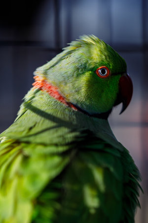 A close up of an Alexandrine Parakeet with The eyesの写真素材