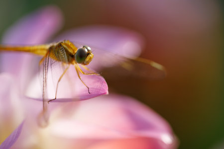 Natural macro Dragonfly in the garden.の写真素材
