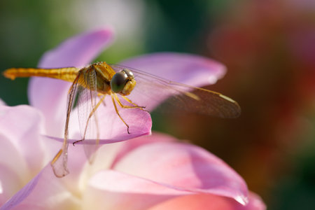 Natural macro Dragonfly in the garden.の写真素材