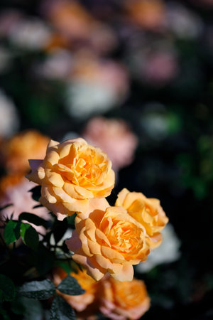 Closeup nature view of roses in garden.の写真素材