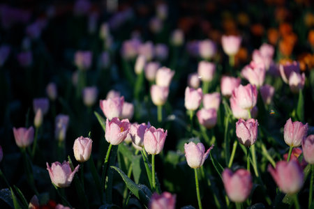 colorful tulips flowering in the gardenの写真素材