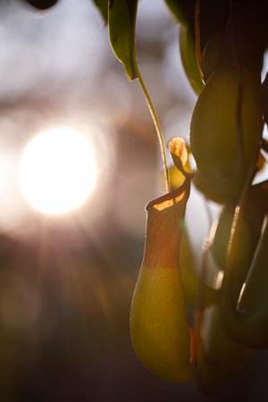 Close up Nepenthes plant in the gardenの写真素材