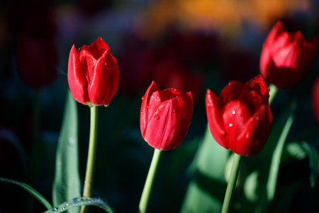 colorful tulips flowering in the gardenの写真素材