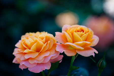 Closeup nature view of roses in garden.の写真素材