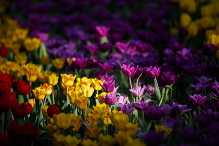 colorful tulips flowering in the garden.の写真素材
